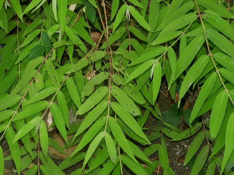 Callicarpa pilosissima, photographed by Jacy Chen