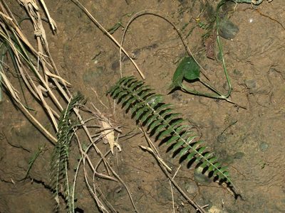 Bolbitis rhizophylla, photographed by Jacy Chen