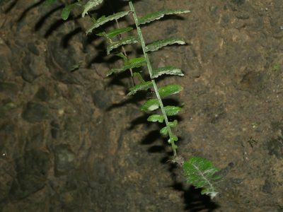 Bolbitis rhizophylla, photographed by Jacy Chen