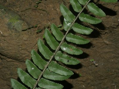 Bolbitis rhizophylla, photographed by Jacy Chen