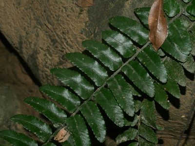 Bolbitis rhizophylla, photographed by Jacy Chen