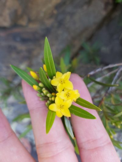 Tristania neriifolia, photographed by Tim