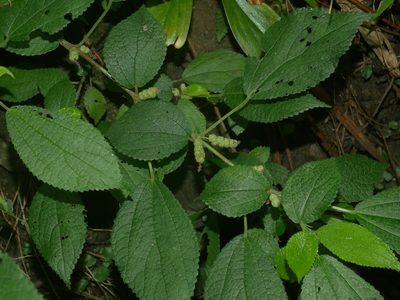 Boehmeria pilosiuscula, photographed by Jacy Chen