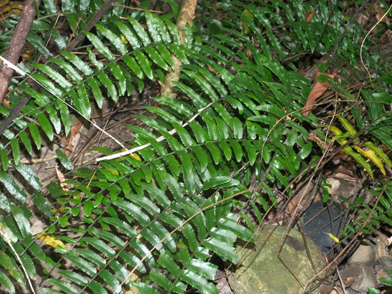 Bolbitis rhizophylla, photographed by Jacy Chen