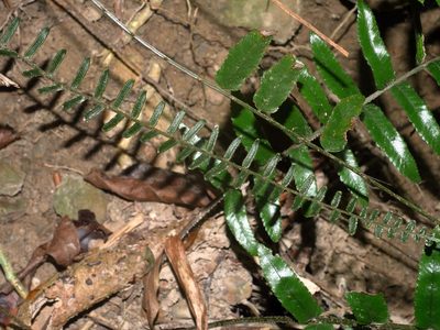 Bolbitis rhizophylla, photographed by Jacy Chen