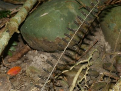 Bolbitis rhizophylla, photographed by Jacy Chen