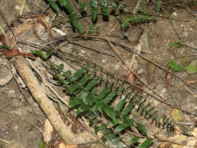 Bolbitis rhizophylla, photographed by Jacy Chen