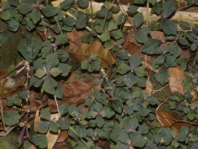 Cyathula prostrata, photographed by Jacy Chen
