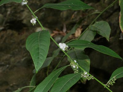 Deeringia polysperma, photographed by Jacy Chen