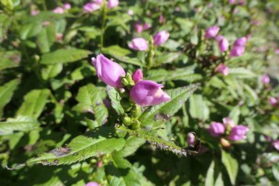 Chelone lyonii, photographed by Jacob Saucier