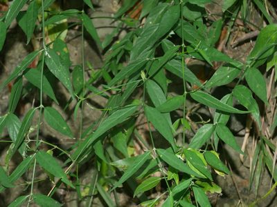 Hypoestes cumingiana, photographed by Jacy Chen