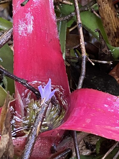 Neoregelia carolinae, photographed by Jean-Paul Boerekamps