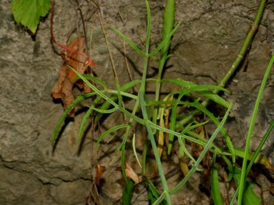 Kalanchoe ceratophylla, photographed by Jacy Chen