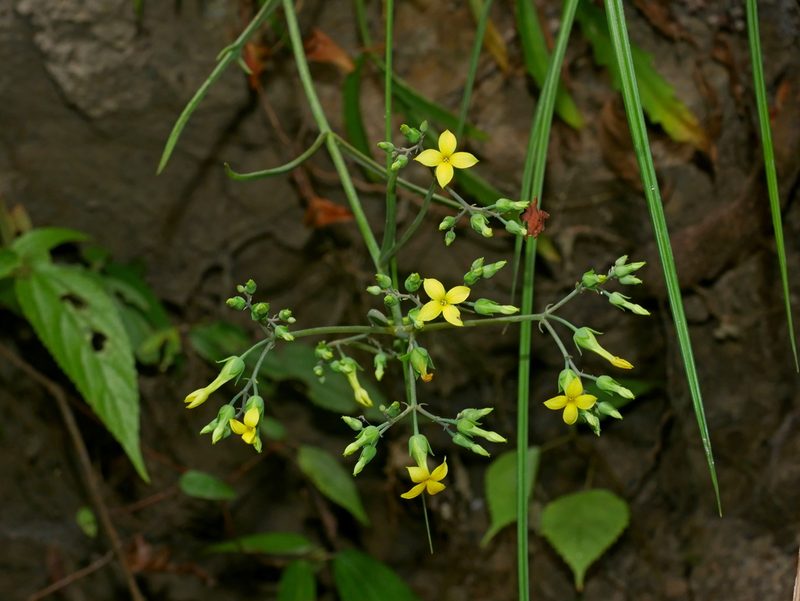 Kalanchoe ceratophylla, photographed by Jacy Chen