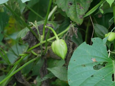 Stictocardia tiliifolia, photographed by Jacy Chen
