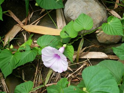 Stictocardia tiliifolia, photographed by Jacy Chen