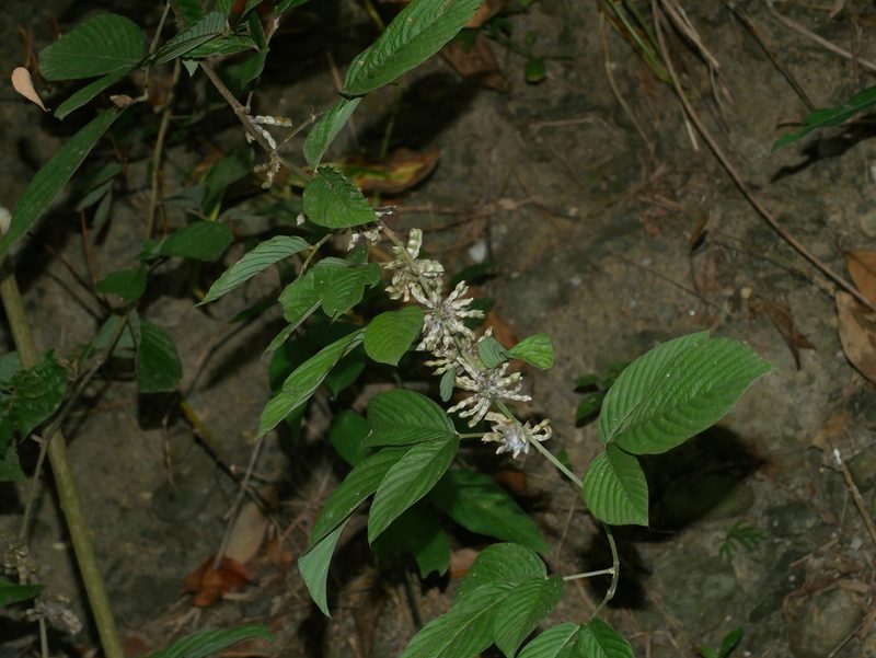 Dendrolobium triangulare, photographed by Jacy Chen