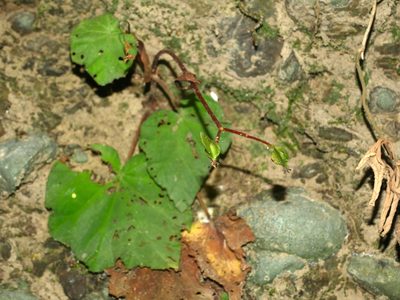 Begonia austrotaiwanensis, photographed by Jacy Chen