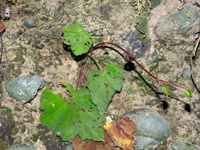 Begonia austrotaiwanensis, photographed by Jacy Chen