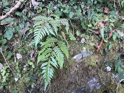 Woodwardia unigemmata, photographed by lansan