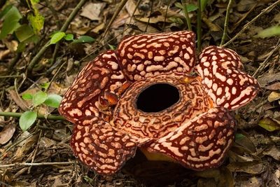 Rafflesia pricei, photographed by dhfischer