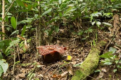 Rafflesia pricei, photographed by dhfischer