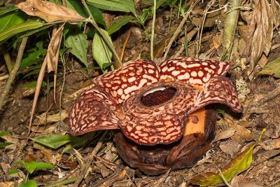 Rafflesia pricei, photographed by dhfischer