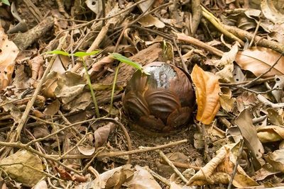 Rafflesia pricei, photographed by dhfischer