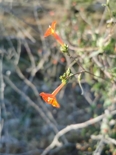 Ipomoea cholulensis, photographed by Juan Carlos Pérez Magaña
