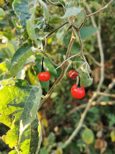 Solanum dulcamaroides, photographed by Juan Carlos Pérez Magaña