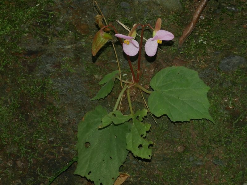Begonia austrotaiwanensis, photographed by Jacy Chen
