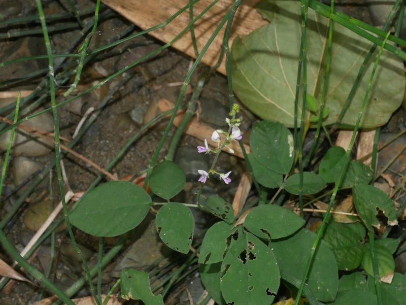 Sohmaea diffusa, photographed by Jacy Chen