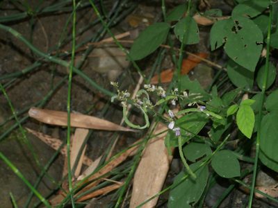 Sohmaea diffusa, photographed by Jacy Chen