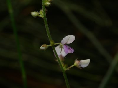 Sohmaea diffusa, photographed by Jacy Chen