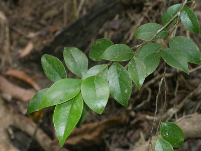 Lindera akoensis, photographed by Jacy Chen