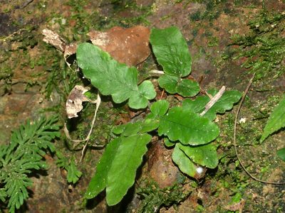 Tectaria zeilanica, photographed by Jacy Chen