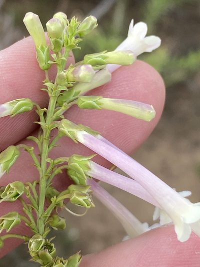 Freylinia longiflora, photographed by Dave U