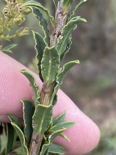 Freylinia longiflora, photographed by Dave U