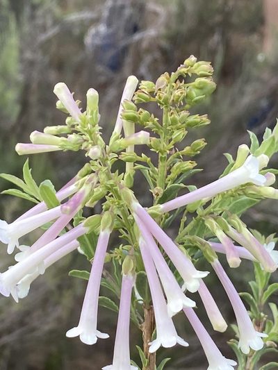 Freylinia longiflora, photographed by Dave U