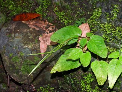 Henckelia anachoreta, photographed by Jacy Chen
