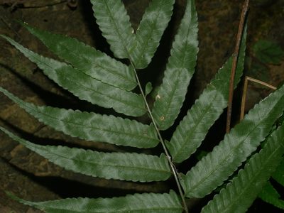 Bolbitis angustipinna, photographed by Jacy Chen