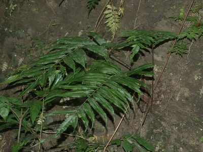 Bolbitis angustipinna, photographed by Jacy Chen