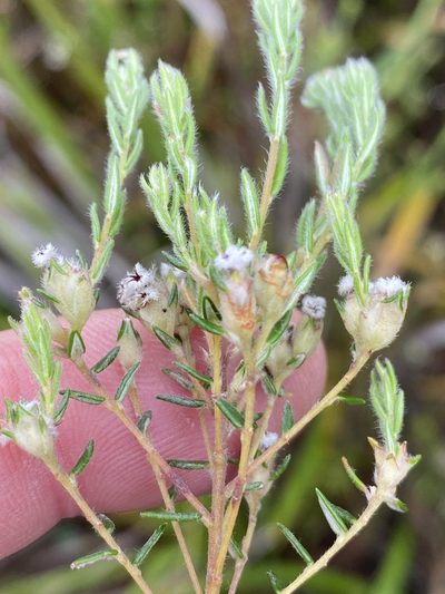 Phylica virgata, photographed by Dave U