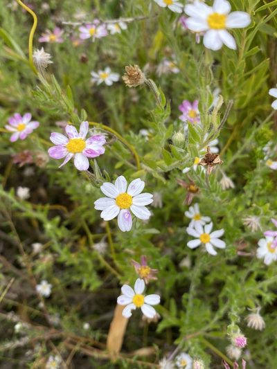 Thaminophyllum latifolium, photographed by Dave U