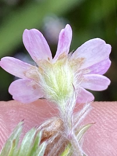Thaminophyllum latifolium, photographed by Dave U