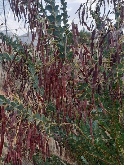 Acacia cultriformis, photographed by Brian du Preez