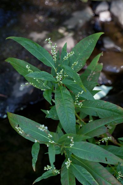 Persicaria robustior, photographed by bobkennedy