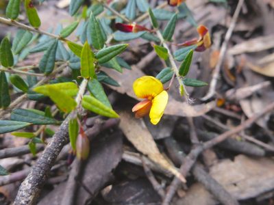 Bossiaea cinerea, photographed by Kiri Bee