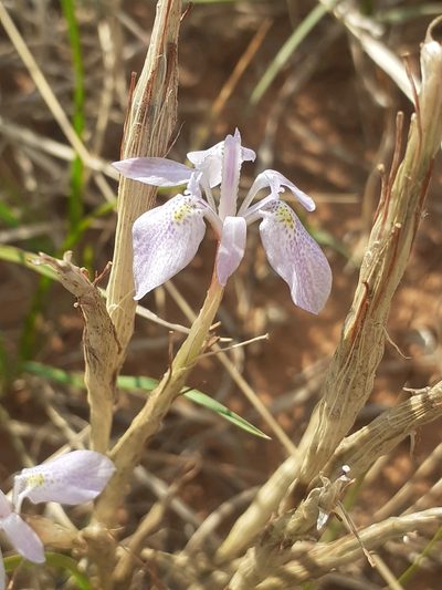 Moraea simulans, photographed by Brian du Preez
