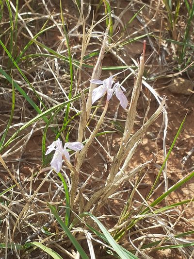 Moraea simulans, photographed by Brian du Preez